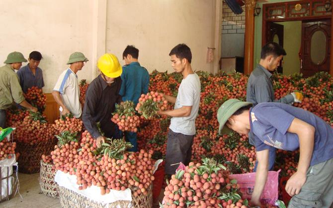 Bắc Giang: Đến nay đã tiêu thụ được gần 138 nghìn tấn