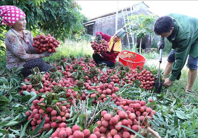 Thu hút du khách đến vùng vải sớm ở Tân Yên