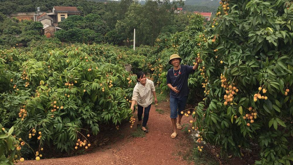 Tân Yên: chủ động các biện pháp xúc tiến tiêu thụ vải thiều sớm